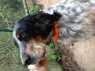 Setter Anglais ABRED DE L'ECHO DE LA FORET Setter Anglais ABRED DE L'ECHO DE LA FORET